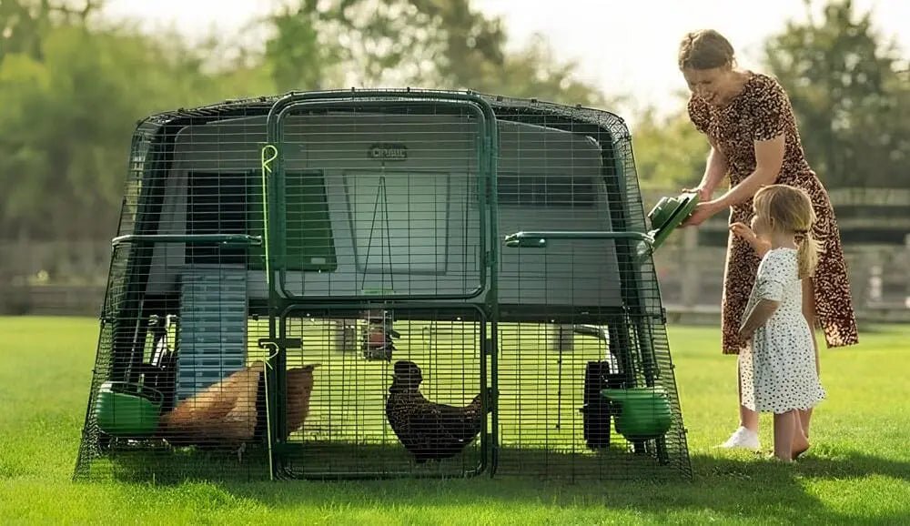 1 Metre Kareye Kaç Tavuk Sığar? - Woodzanya