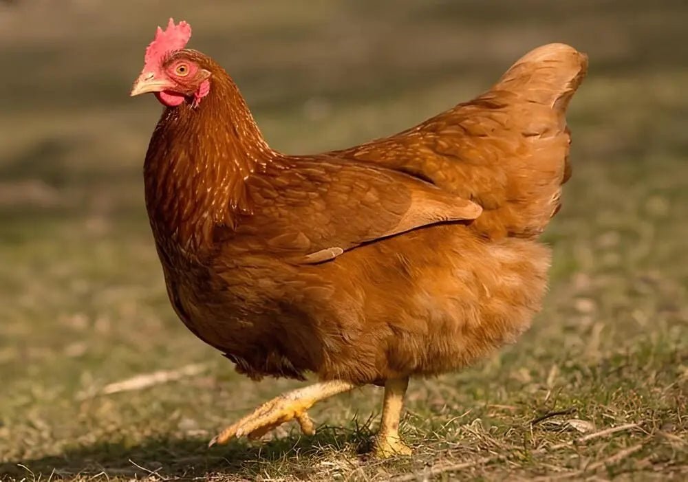 10 Tavuk İçin Kaç m² Kümes Gerekir? - Woodzanya