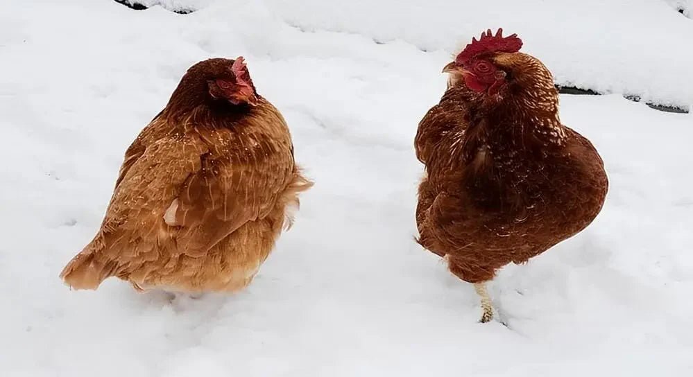 Kışın Tavuk Kümesi Nasıl Olmalı? - Woodzanya