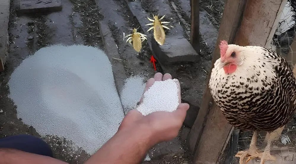 Tavuk Kümesinde Bit Olmaması İçin Ne Yapmalı? - Woodzanya