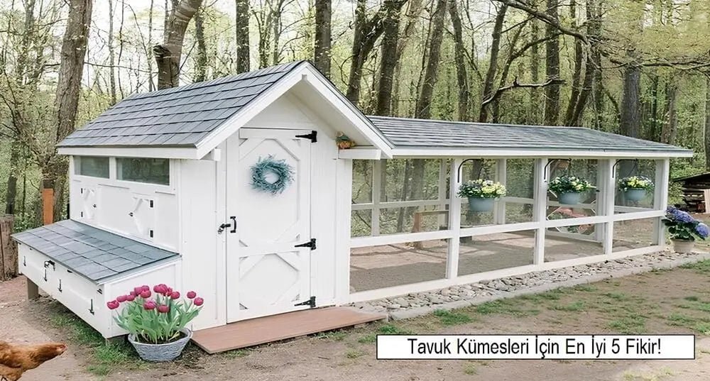 Tavuk Kümesleri İçin En İyi 5 Fikir! - Woodzanya